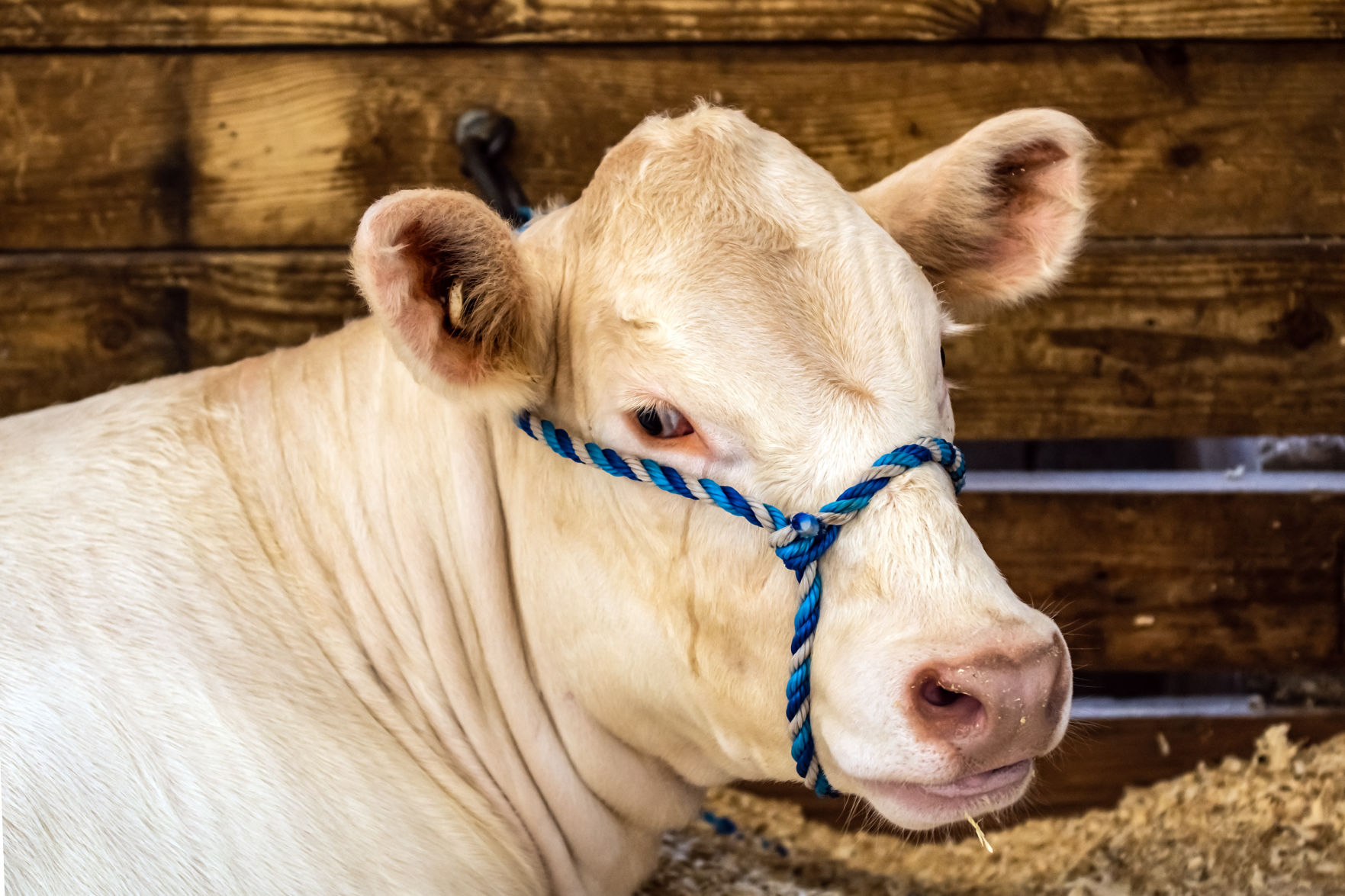 cow